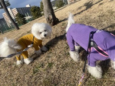 ビションフリーゼ　おもち  おもちふく海の公園 IMG_1883-380x285