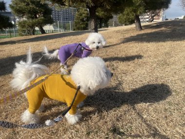ビションフリーゼ　おもち  おもちふく海の公園 IMG_1885-380x285
