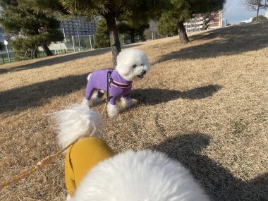 ビションフリーゼ　おもち  おもちふく海の公園 IMG_1886-380x285