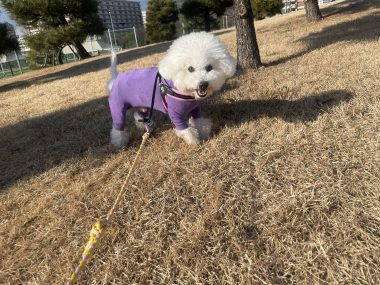 ビションフリーゼ　おもち  おもちふく海の公園 IMG_1888-380x285