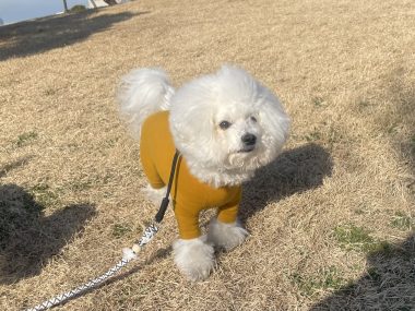 ビションフリーゼ　おもち  おもちふく海の公園 IMG_1891-380x285