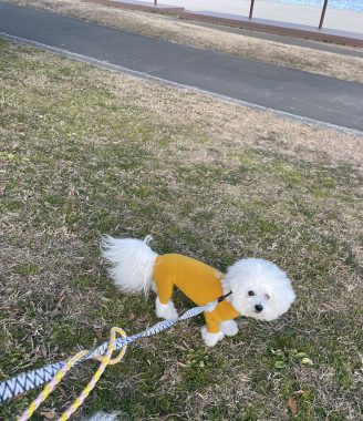 ビションフリーゼ　おもち  おもちふく海の公園 IMG_1895-328x380