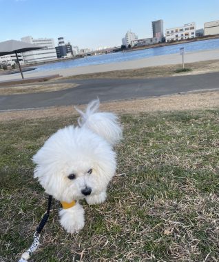 ビションフリーゼ　おもち  おもちふく海の公園 IMG_1896-318x380