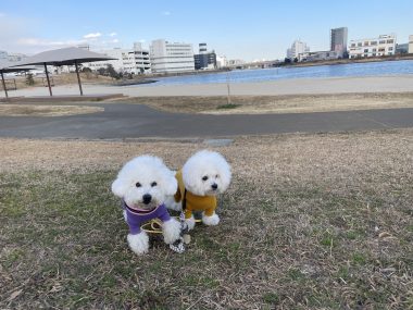 ビションフリーゼ　おもち  おもちふく海の公園 IMG_1897-380x285