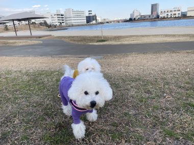 ビションフリーゼ　おもち  おもちふく海の公園 IMG_1898-380x285