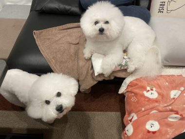 ビションフリーゼ　おもち  おもちふく海の公園 IMG_1904-380x285