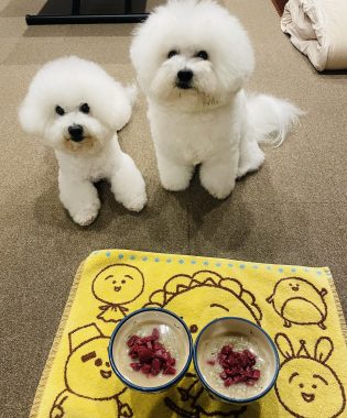 ビションフリーゼ　おもち  おもちふく海の公園 IMG_1907-315x380