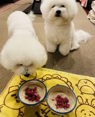 ビションフリーゼ　おもち  おもちふく海の公園 IMG_1908-308x380