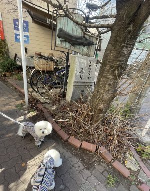 ビションフリーゼ おもち おもちふくおじ海の公園 IMG_1912-299x380 ビションフリーゼ おもち おもちふくおじ海の公園 IMG_1912-299x380