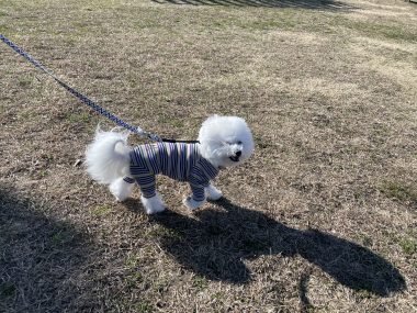 ビションフリーゼ おもち おもちふくおじ海の公園 IMG_1915-380x285 ビションフリーゼ おもち おもちふくおじ海の公園 IMG_1915-380x285