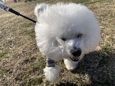 ビションフリーゼ おもち おもちふくおじ海の公園 IMG_1916-380x285 ビションフリーゼ おもち おもちふくおじ海の公園 IMG_1916-380x285