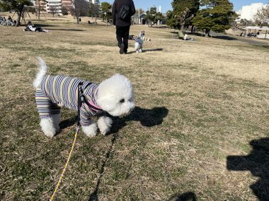 ビションフリーゼ おもち おもちふくおじ海の公園 IMG_1917-380x285 ビションフリーゼ おもち おもちふくおじ海の公園 IMG_1917-380x285