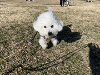 ビションフリーゼ おもち おもちふくおじ海の公園 IMG_1918-380x285 ビションフリーゼ おもち おもちふくおじ海の公園 IMG_1918-380x285