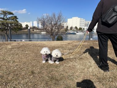 ビションフリーゼ おもち おもちふくおじ海の公園 IMG_1920-380x285 ビションフリーゼ おもち おもちふくおじ海の公園 IMG_1920-380x285