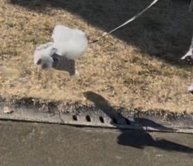 ビションフリーゼ おもち おもちふくおじ海の公園 IMG_1927-1-380x326 ビションフリーゼ おもち おもちふくおじ海の公園 IMG_1927-1-380x326