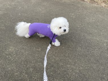 ビションフリーゼ　おもち  おもちゃんハッスル IMG_1947-380x285