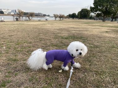 ビションフリーゼ　おもち  おもちゃんハッスル IMG_1950-380x285