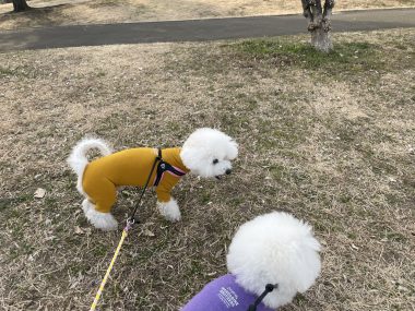 ビションフリーゼ　おもち  おもちゃんハッスル IMG_1957-380x285