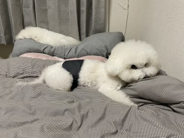 ビションフリーゼ　おもち  おもちゃんハッスル IMG_1960-380x285