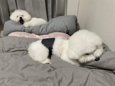 ビションフリーゼ　おもち  おもちゃんハッスル IMG_1963-380x285