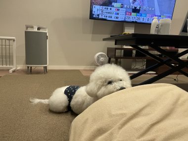 ビションフリーゼ　おもち  久しぶりの積雪 IMG_1975-380x285