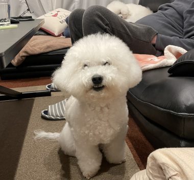 ビションフリーゼ　おもち  久しぶりの積雪 IMG_1976-380x352