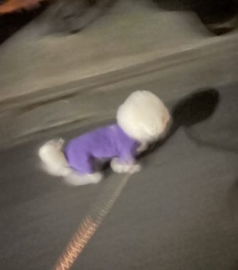 ビションフリーゼ　おもち  久しぶりの積雪 IMG_1978-335x380