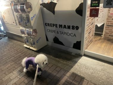 ビションフリーゼ　おもち  久しぶりの積雪 IMG_1981-380x285