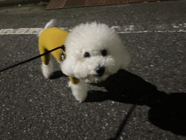 ビションフリーゼ　おもち  今ハマり中のヨーグルト IMG_1985-380x285