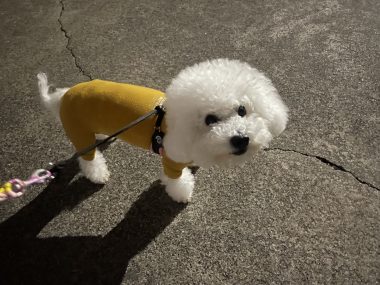 ビションフリーゼ　おもち  今ハマり中のヨーグルト IMG_1988-380x285