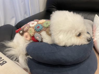 ビションフリーゼ　おもち  冬のあったか花の子ルンルン IMG_1995-380x285