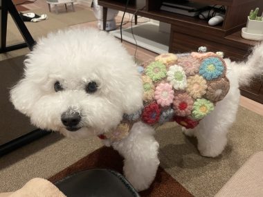 ビションフリーゼ　おもち  冬のあったか花の子ルンルン IMG_1996-380x285