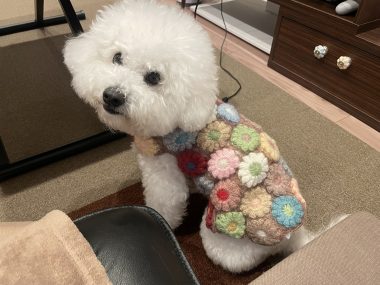 ビションフリーゼ　おもち  冬のあったか花の子ルンルン IMG_1997-380x285