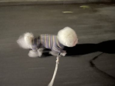 ビションフリーゼ　おもち  冬のあったか花の子ルンルン IMG_1999-380x285