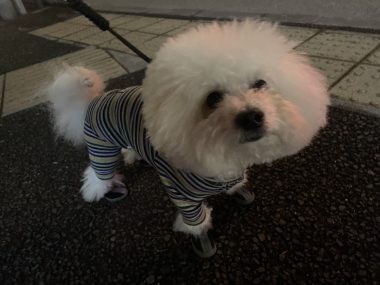 ビションフリーゼ　おもち  冬のあったか花の子ルンルン IMG_2002-380x285