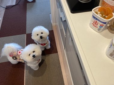 ビションフリーゼ おもち 大腸カメラの予約 IMG_2011-380x285 ビションフリーゼ おもち 大腸カメラの予約 IMG_2011-380x285