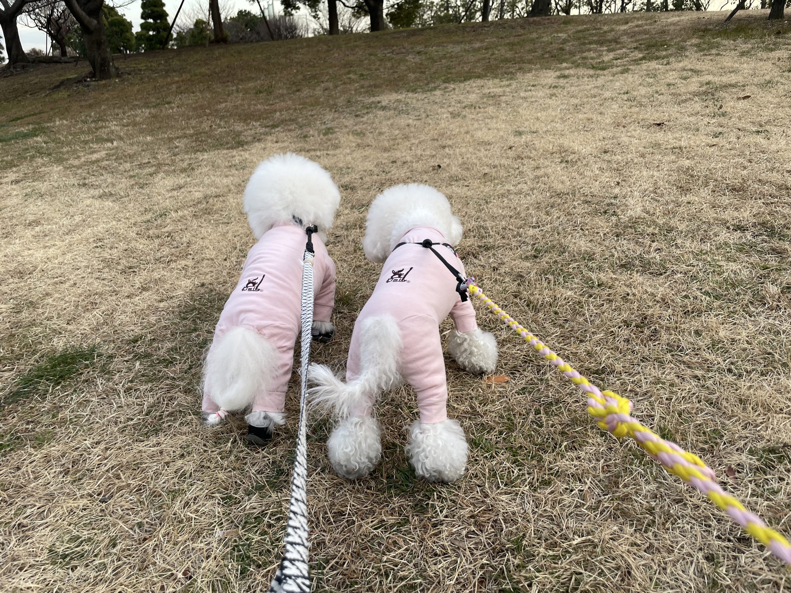 ビションフリーゼ おもち 大腸カメラの予約 IMG_2016-scaled ビションフリーゼ おもち 大腸カメラの予約 IMG_2016-scaled
