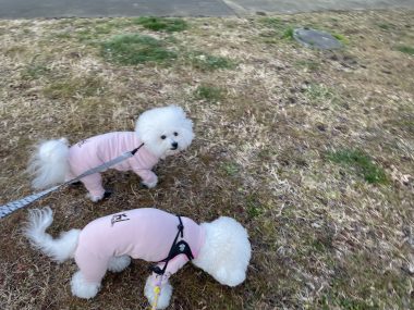 ビションフリーゼ おもち 大腸カメラの予約 IMG_2018-380x285 ビションフリーゼ おもち 大腸カメラの予約 IMG_2018-380x285