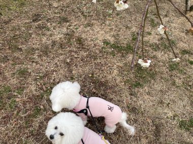 ビションフリーゼ おもち 大腸カメラの予約 IMG_2020-380x285 ビションフリーゼ おもち 大腸カメラの予約 IMG_2020-380x285