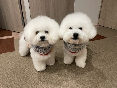 ビションフリーゼ　おもち  おじチョコ IMG_2025-380x285