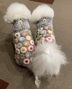 ビションフリーゼ　おもち  おじチョコ IMG_2027-307x380