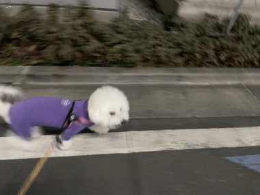 ビションフリーゼ　おもち  おじチョコ IMG_2047-380x285