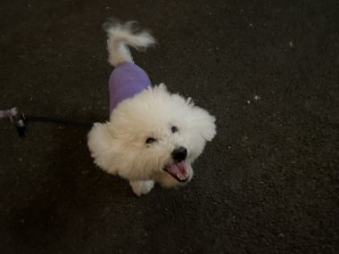 ビションフリーゼ　おもち  おじチョコ IMG_2050-380x285