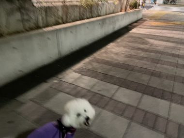 ビションフリーゼ　おもち  おじチョコ IMG_2051-380x285