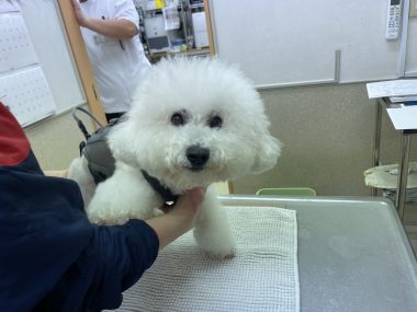 ビションフリーゼ おもち おもちふく池田動物病院 IMG_2053-380x285 ビションフリーゼ おもち おもちふく池田動物病院 IMG_2053-380x285