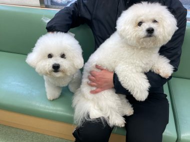 ビションフリーゼ おもち おもちふく池田動物病院 IMG_2054-380x285 ビションフリーゼ おもち おもちふく池田動物病院 IMG_2054-380x285