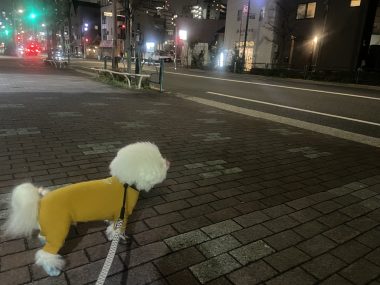 ビションフリーゼ　おもち  おもマッサージの日 IMG_2069-380x285