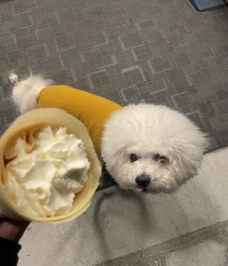 ビションフリーゼ　おもち  おもマッサージの日 IMG_2071-325x380