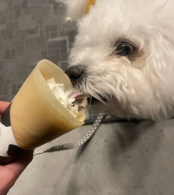 ビションフリーゼ　おもち  おもマッサージの日 IMG_2073-340x380