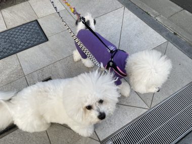 ビションフリーゼ　おもち  おもマッサージの日 IMG_2076-380x285